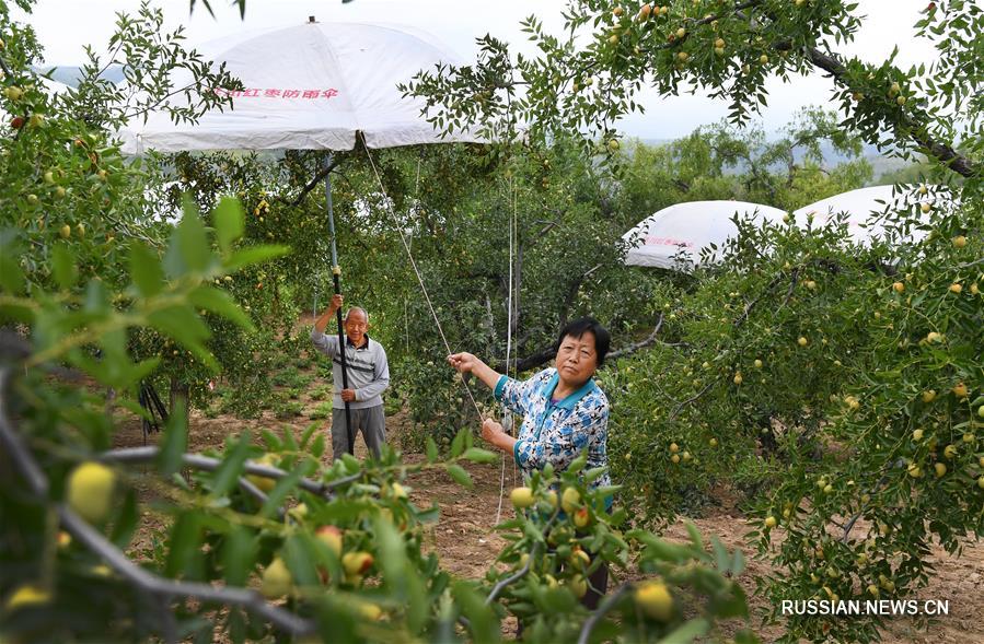 Зонтики для урожая в провинции Шэньси