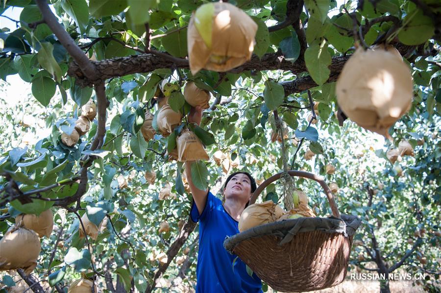 Урожай груш в уезде Чжаосянь