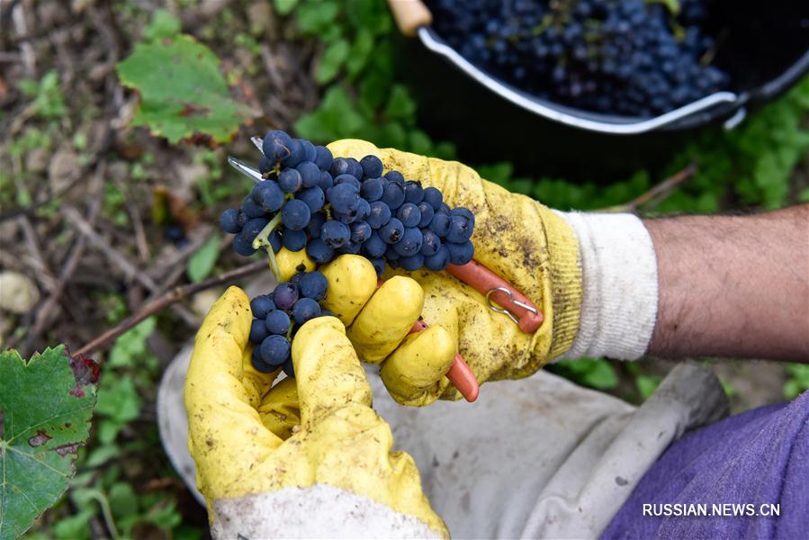 Низкий урожай винограда во Франции повлияет на производство вина 