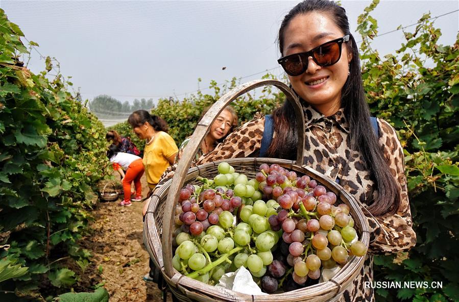 Сбор винограда в окрестностях Пекина