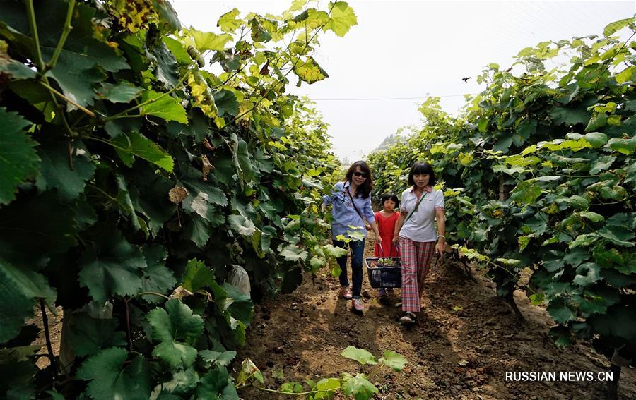 Сбор винограда в окрестностях Пекина