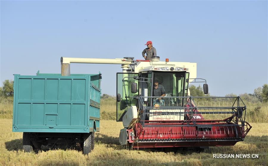 Урожай риса в Или-Казахском округе на северо-западе Китая