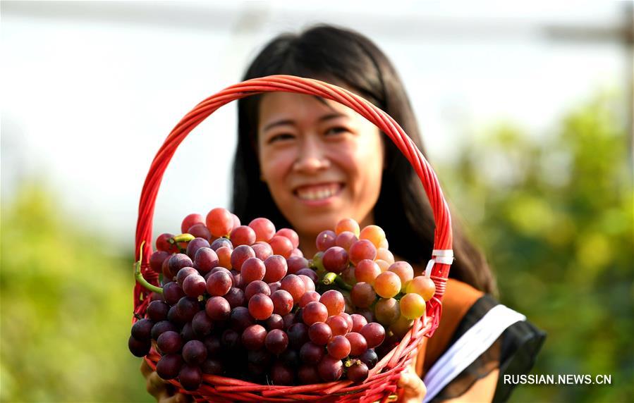 Урожай винограда в провинции Хэбэй