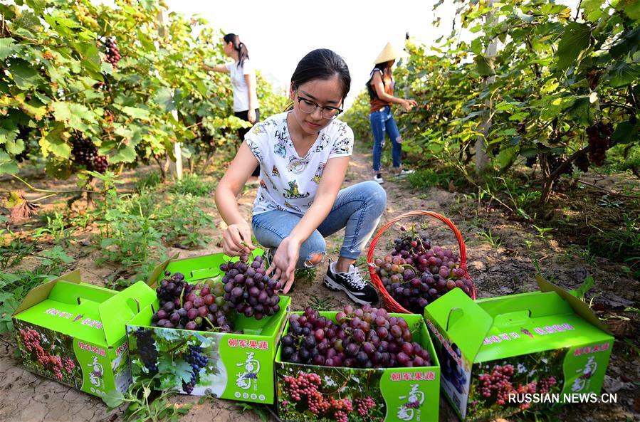 Урожай винограда в провинции Хэбэй