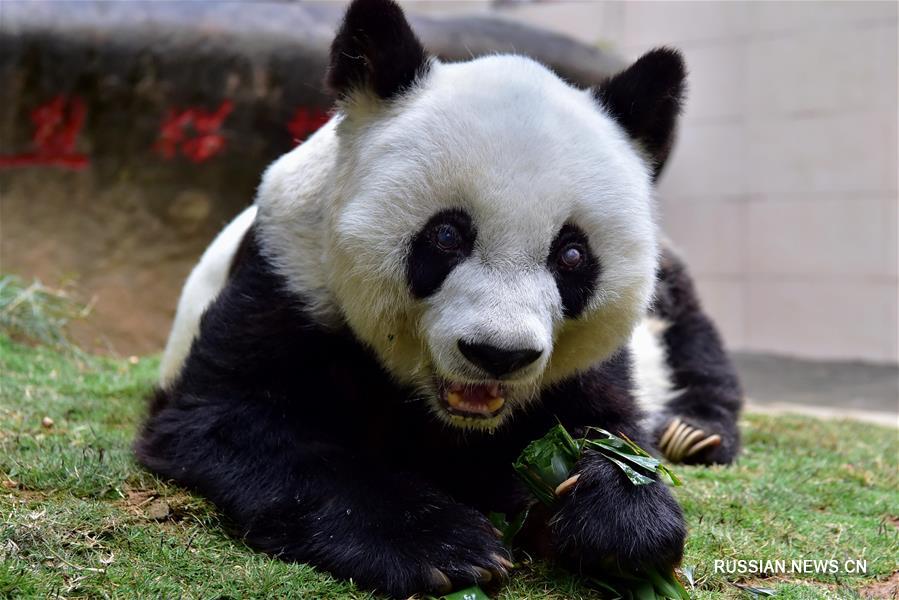 В Китае в возрасте 37 лет скончалась знаменитая панда Басы