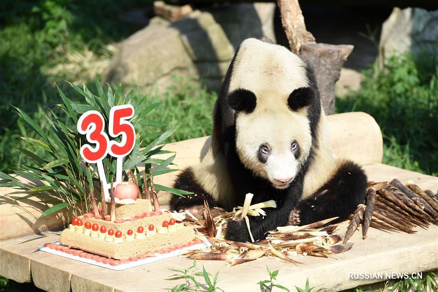 Панда Синьсин отметила 35-летие