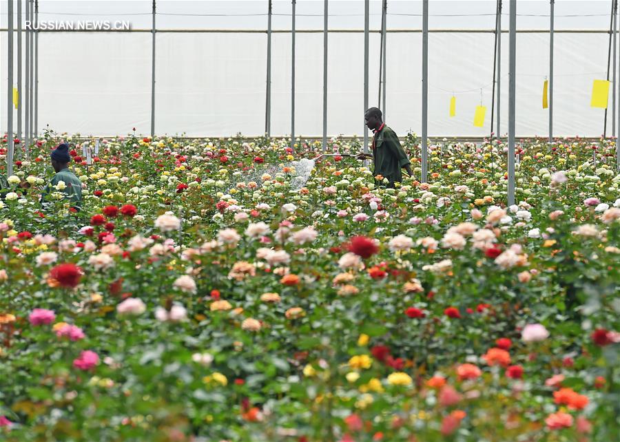 Кенийские розы завоевывают китайский рынок