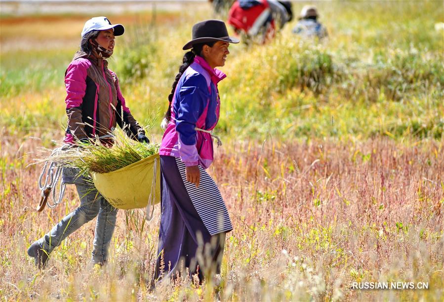 В Тибетском АР началась заготовка зеленых кормов