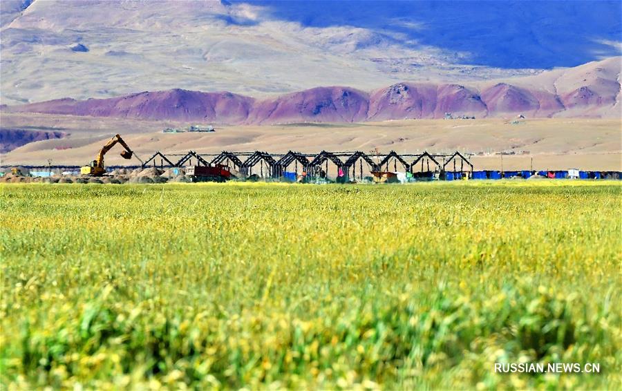 Новые формы аграрного производства в Тибетском АР помогают бороться с бедностью 