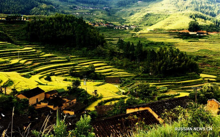 Осеннее золото террасных рисовых полей в горах Уишань