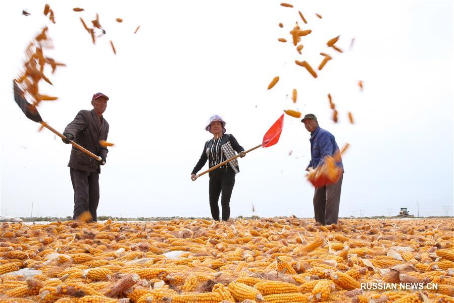 В Чжанъе собирают и сушат гибридную кукурузу