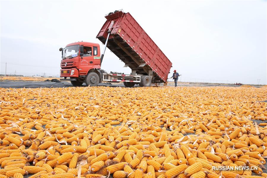В Чжанъе собирают и сушат гибридную кукурузу