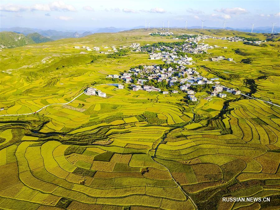 Богатый урожай риса на террасных полях провинции Гуйчжоу