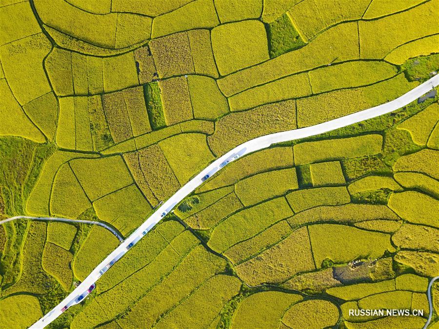 Богатый урожай риса на террасных полях провинции Гуйчжоу