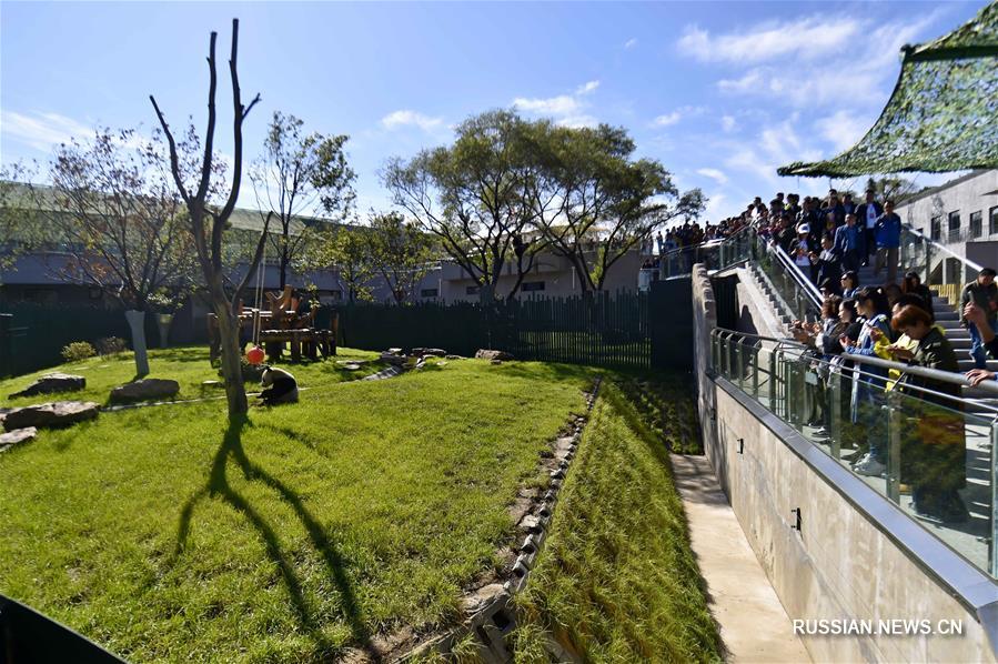 В Шэньянском зоопарке открылся вольер для панд