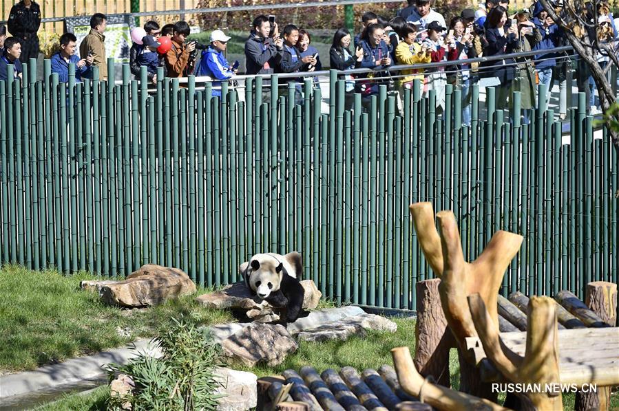 В Шэньянском зоопарке открылся вольер для панд