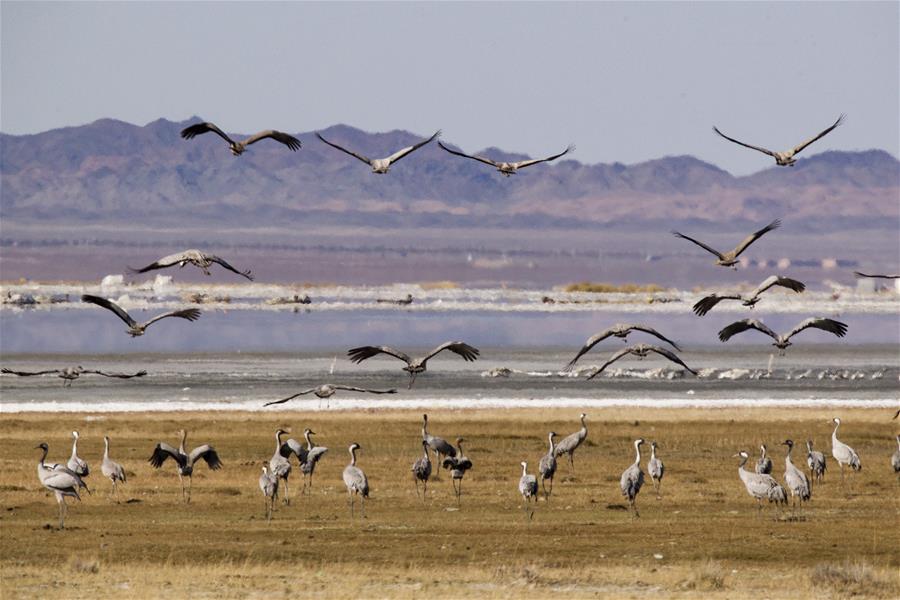 Перелетные птицы на озере Баликунь