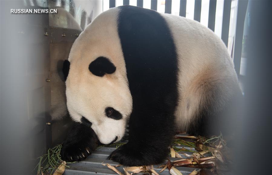 Двух больших панд доставили из Китая в Индонезию 