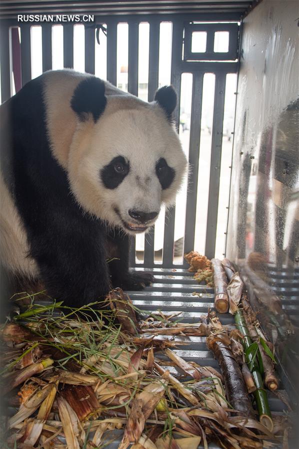 Двух больших панд доставили из Китая в Индонезию