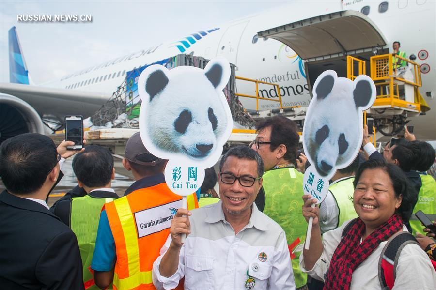 Двух больших панд доставили из Китая в Индонезию   