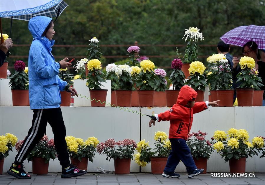 Осенняя выставка хризантем в парке Юаньминъюань