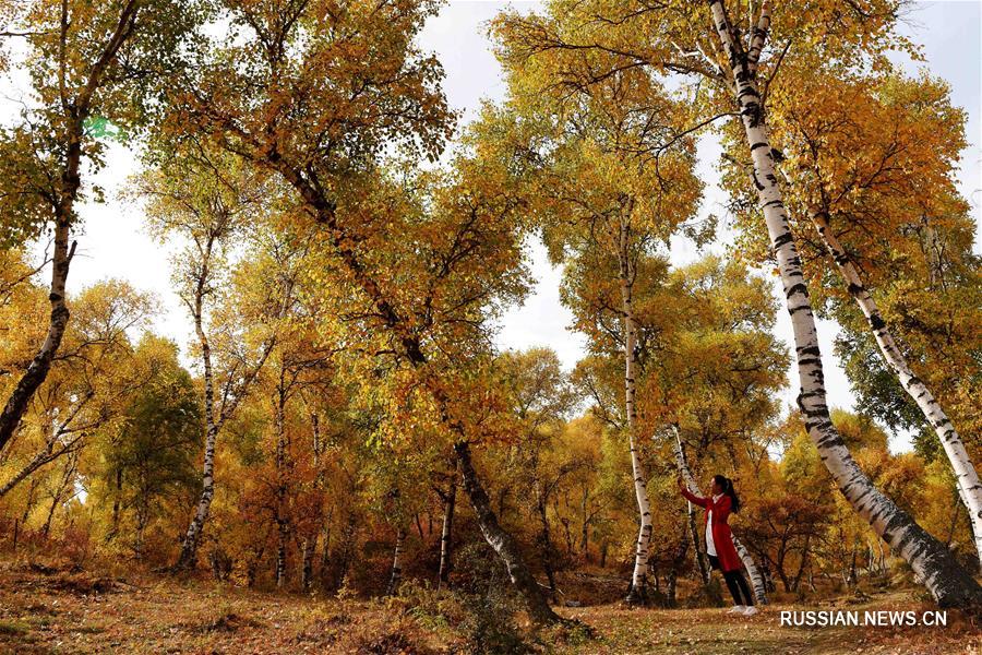 Осенний лес во Внутренней Монголии