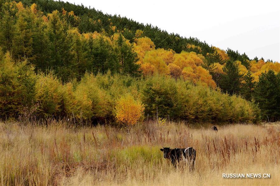 Осенний лес во Внутренней Монголии
