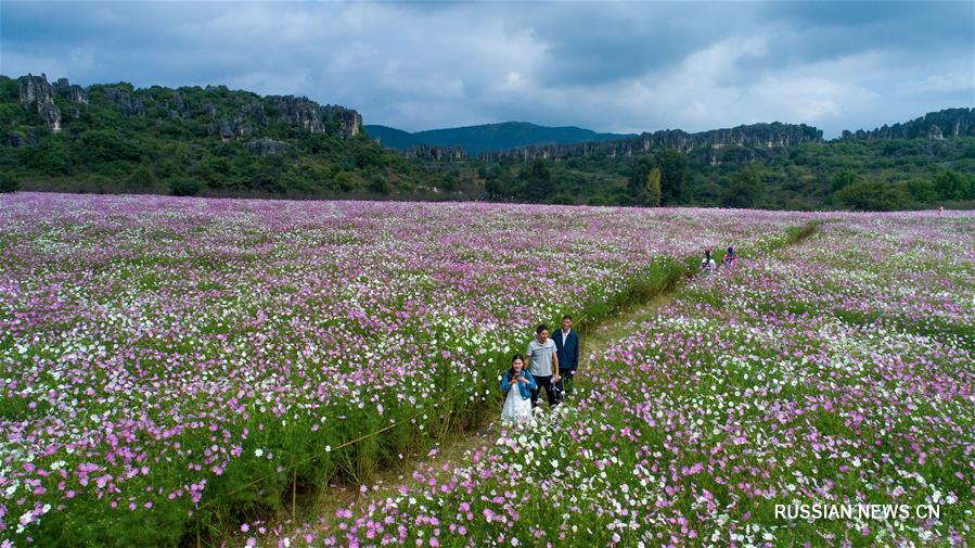 Цветущие поля космей в провинции Юньнань
