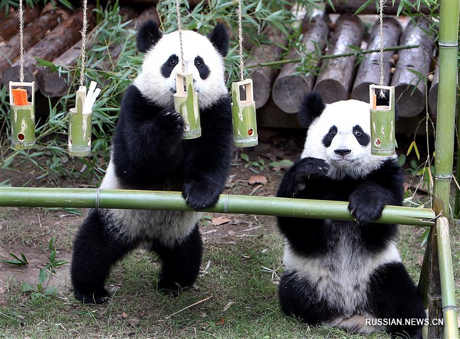 Молодые панды-близнецы из Шанхая отметили первый день рождения