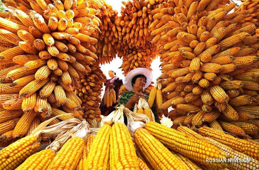 Пора сбора урожая в провинции Шаньдун