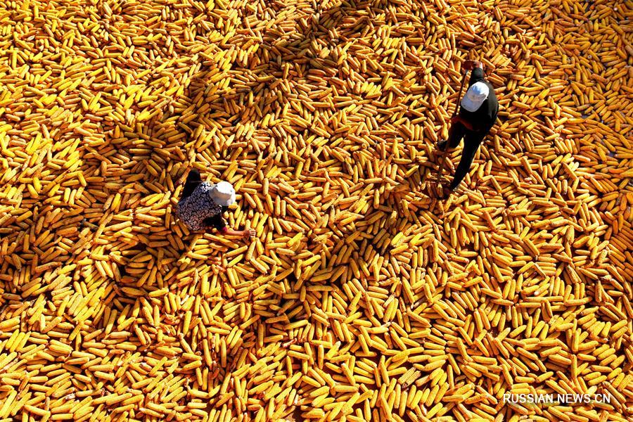 Пора сбора урожая в провинции Шаньдун