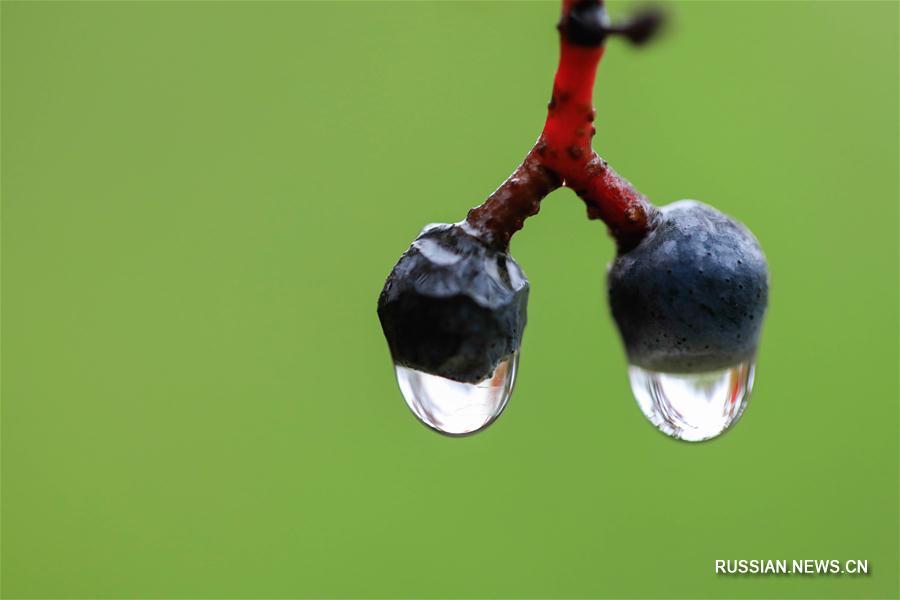 Осенний "жемчужный наряд" из дождевых капель
