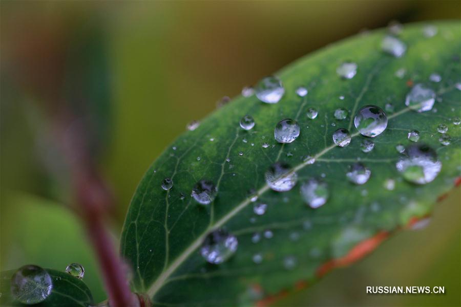 Осенний "жемчужный наряд" из дождевых капель