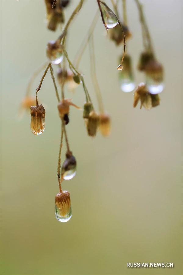 "Жемчужные бусы" из капель дождя