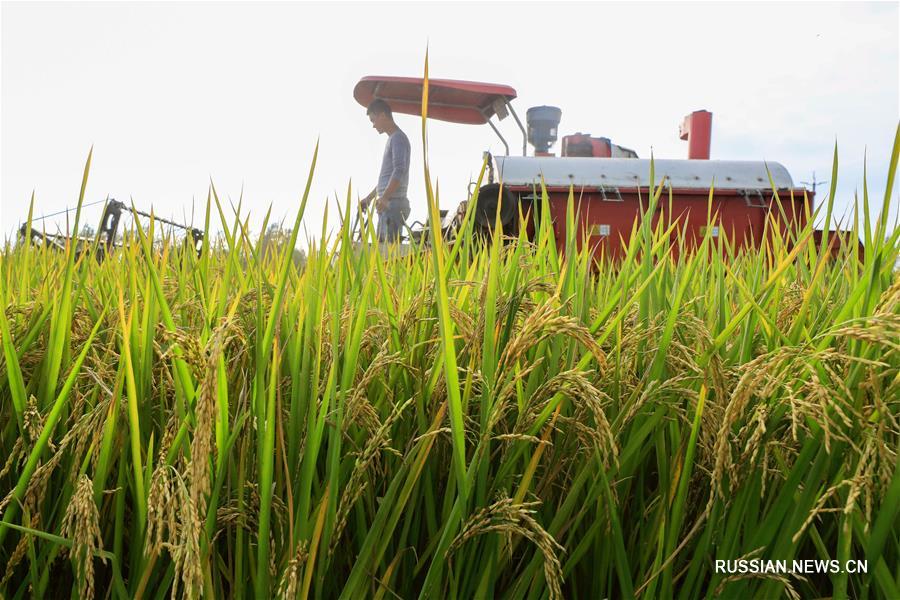 Уборочная страда на рисовых полях в Хуайане