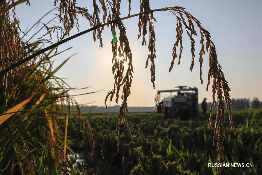 Уборочная страда на рисовых полях в Хуайане