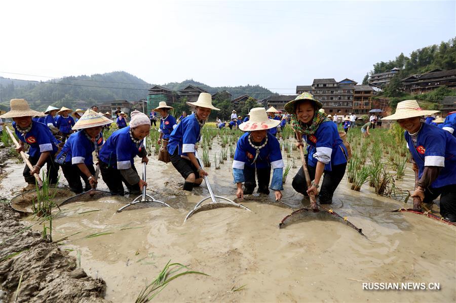 В уезде Саньцзян представительницы народности дун соревновались в ручной рыбной ловле и скоростной уборке риса