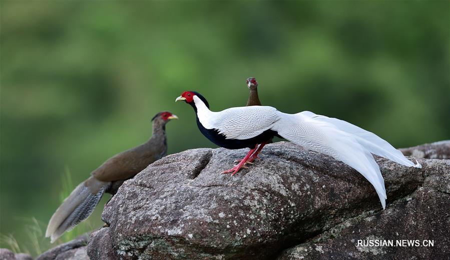 Диалог между человеком и птицей -- Будни заповедника Эсяньдун в провинции Фуцзянь