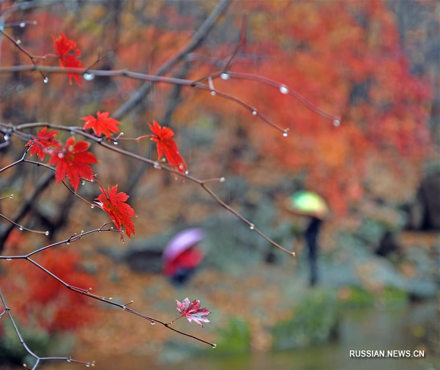 Золотая осень на северо-востоке Китая