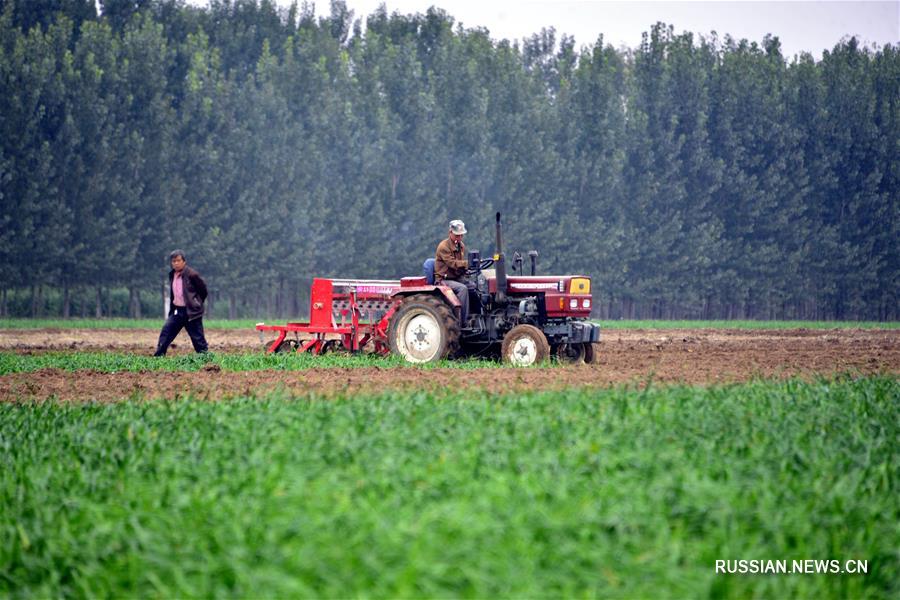 В провинции Шаньдун начали сеять озимую пшеницу