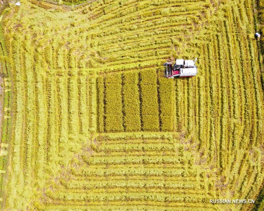 На полях уезда Лучжай поспел урожай риса
