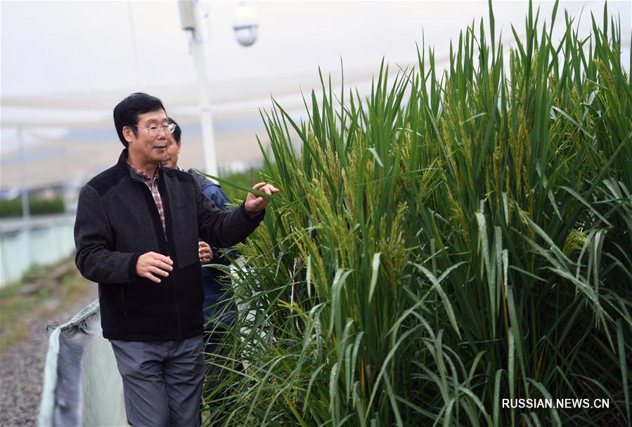 В Китае выведен новый сорт "гигантского" риса