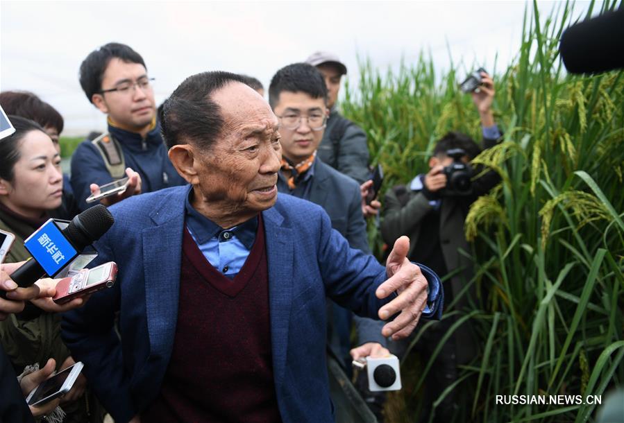 В Китае выведен новый сорт "гигантского" риса