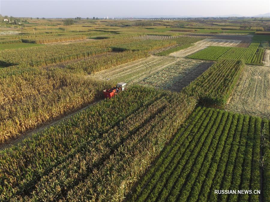 В 2017 году Китай планирует снова собрать богатый урожай зерна