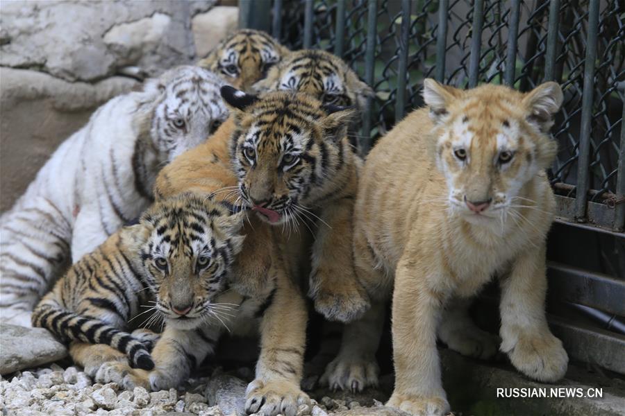 12 тигрят в зоопарке Цзинаня