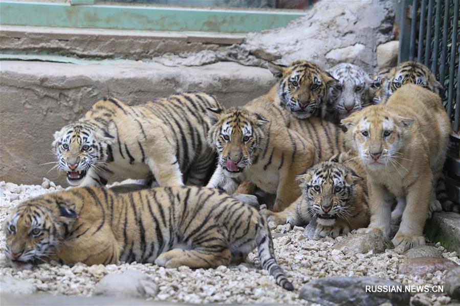 12 тигрят в зоопарке Цзинаня