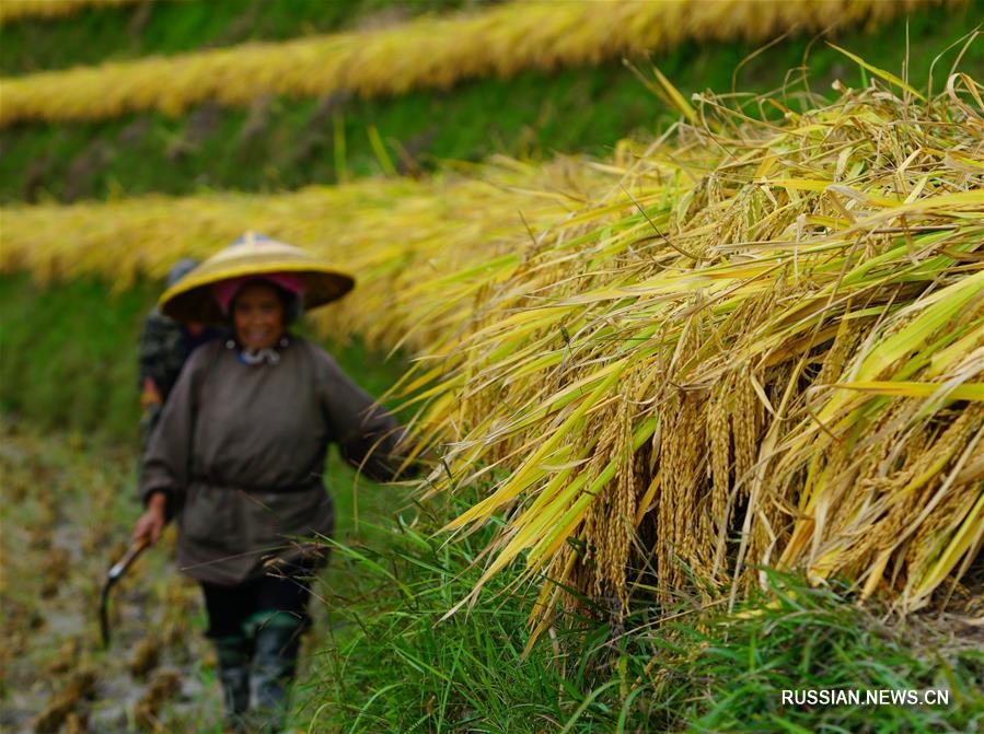 Уборка риса на террасных полях поселка Лунцзи