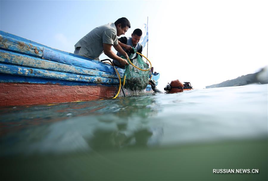 Сбор морских огурцов в провинции Ляонин