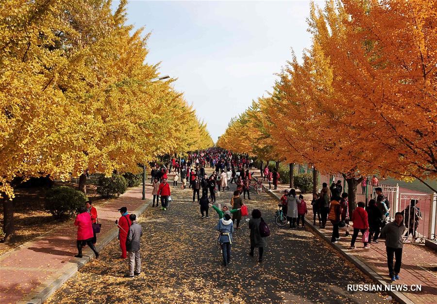 Золотистые деревья гингко на северо-востоке Китая