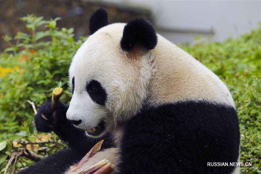 "Бамбуковые медведи" из Юго-Западного Китая